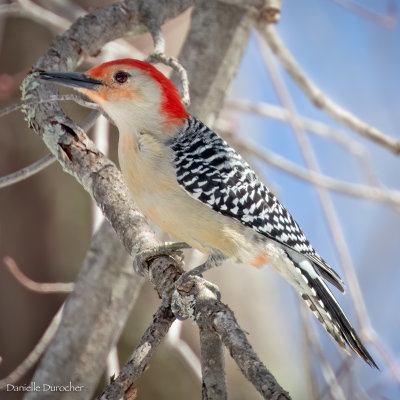 Red-bellied Woodpecker