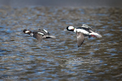 Buffleheads
