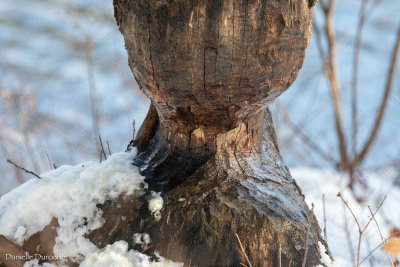 Beaver Tree