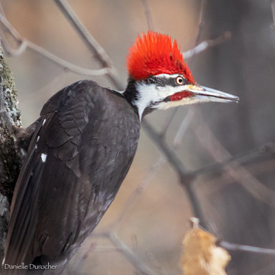 Pileated Woodpecker