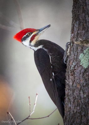 Pileated Woodpecker