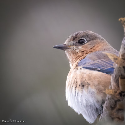 Eastern Bluebird (f)
