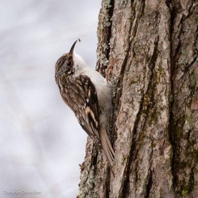 Brown Creeper