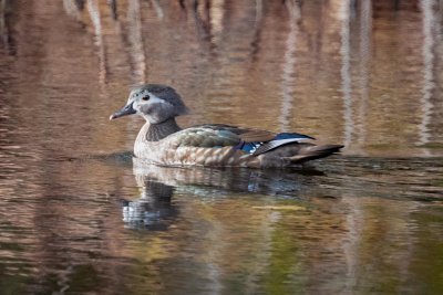 Wood Duck (f)