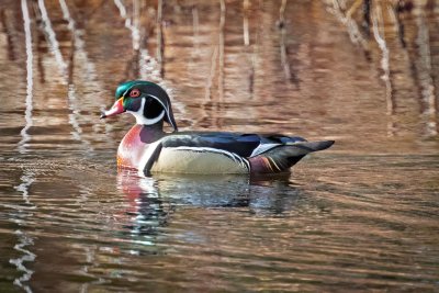 Wood Duck (m)