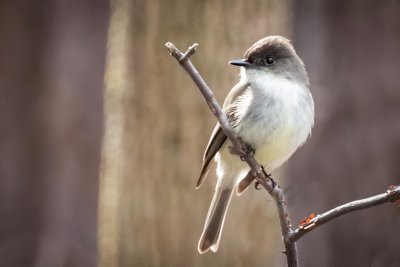 Eastern Phoebe