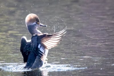 Hooded Merganser
