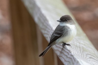 Eastern Phoebe