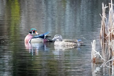 Wood Ducks