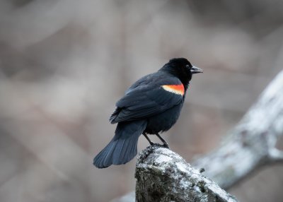 Red-winged Blackbird