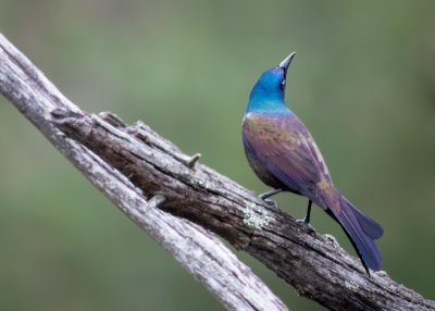 Common Grackle
