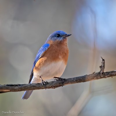 Eastern Bluebird