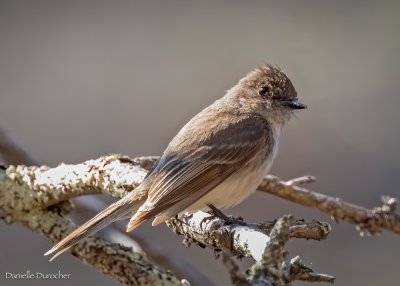 Eastern Phoebe