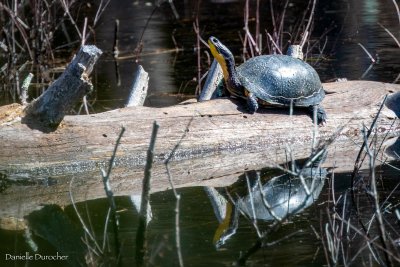 Blanding's Turtle