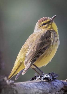 Palm Warbler