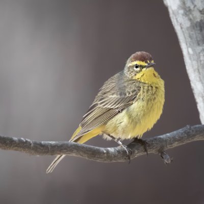Palm Warbler