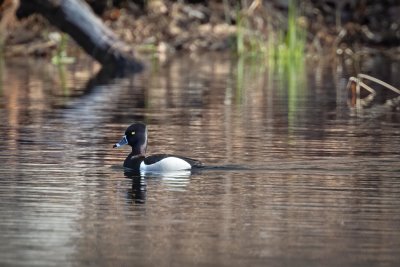 Ring Necked Duck