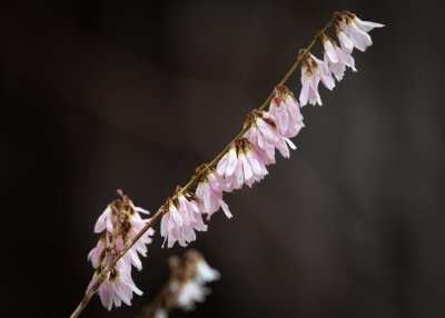 White Forsythia