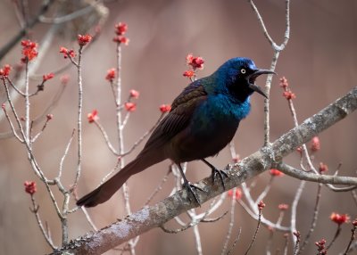 Grackle