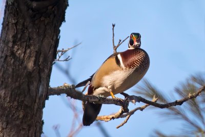 Wood Duck