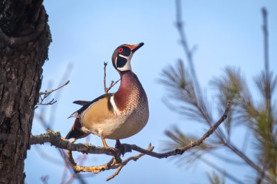 Wood Duck