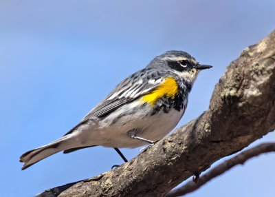 Yellow-rumped Warbler