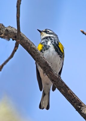 Yellow-rumped Warbler
