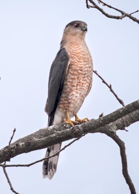 Cooper's Hawk