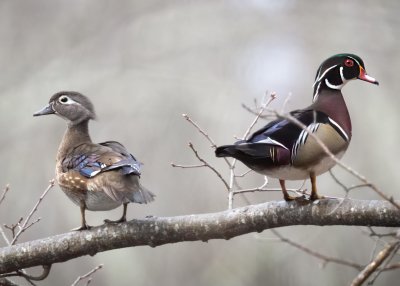 Wood Ducks