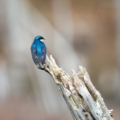 Tree Swallow