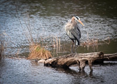 Great Blue Heron