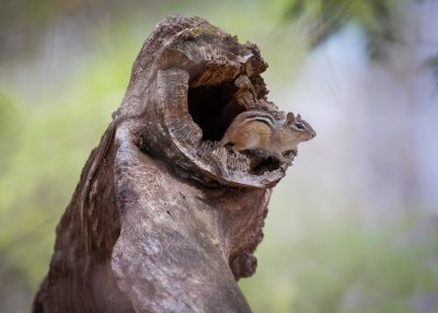 Chipmunk