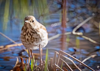 Hermit Thrush