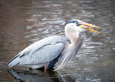 Great Blue Heron with a sunfish