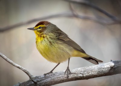 Palm Warbler