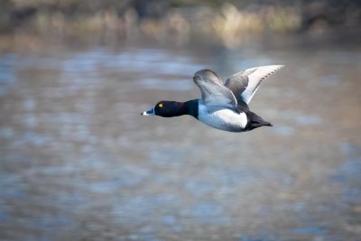 Ring-necked Duck