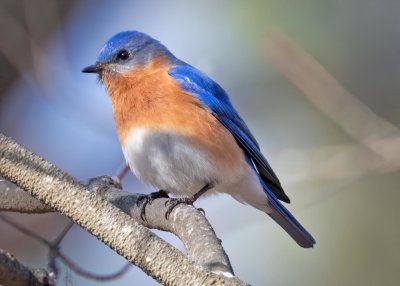 Eastern Bluebird