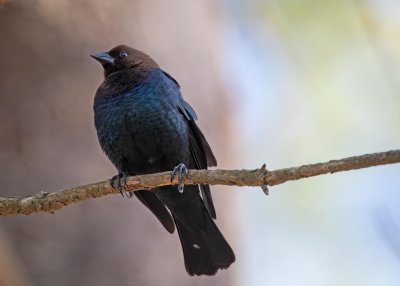 Brown-headed Cowbird