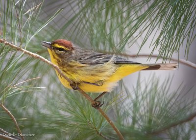 Palm Warbler
