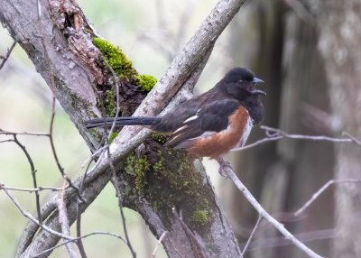 Eastern Towhee