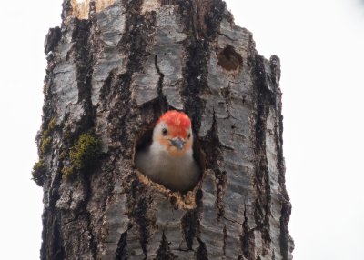 Red-bellied Woodpecker