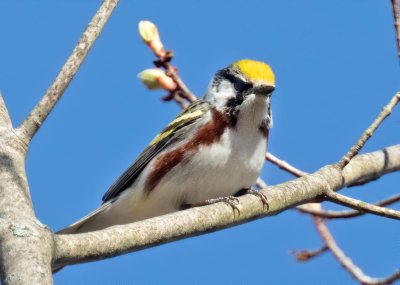 Chestnut-sided warbler