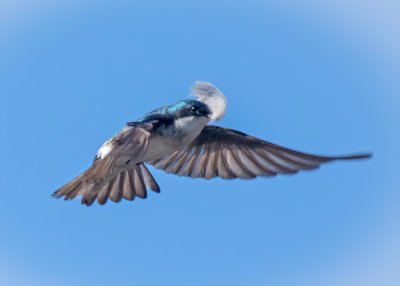 Tree Swallow