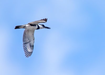 Belted Kingfisher