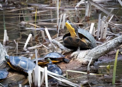 Blandings Turtle