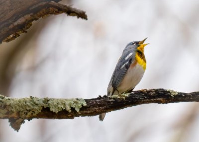 Northern Parula