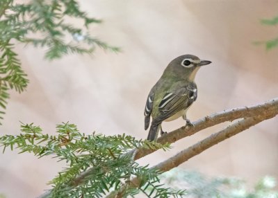 Blue-headed Vireo