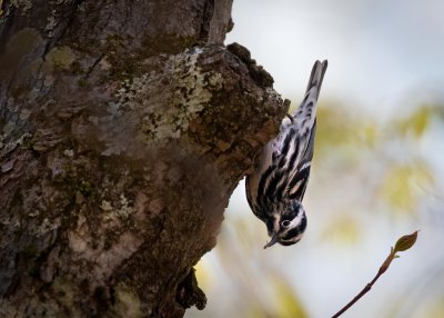 Black-and-White Warbler