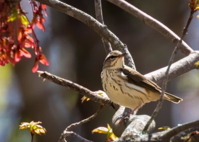 Louisiana Waterthrush