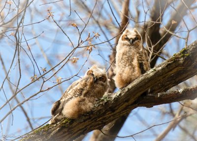Great-horned Owlets